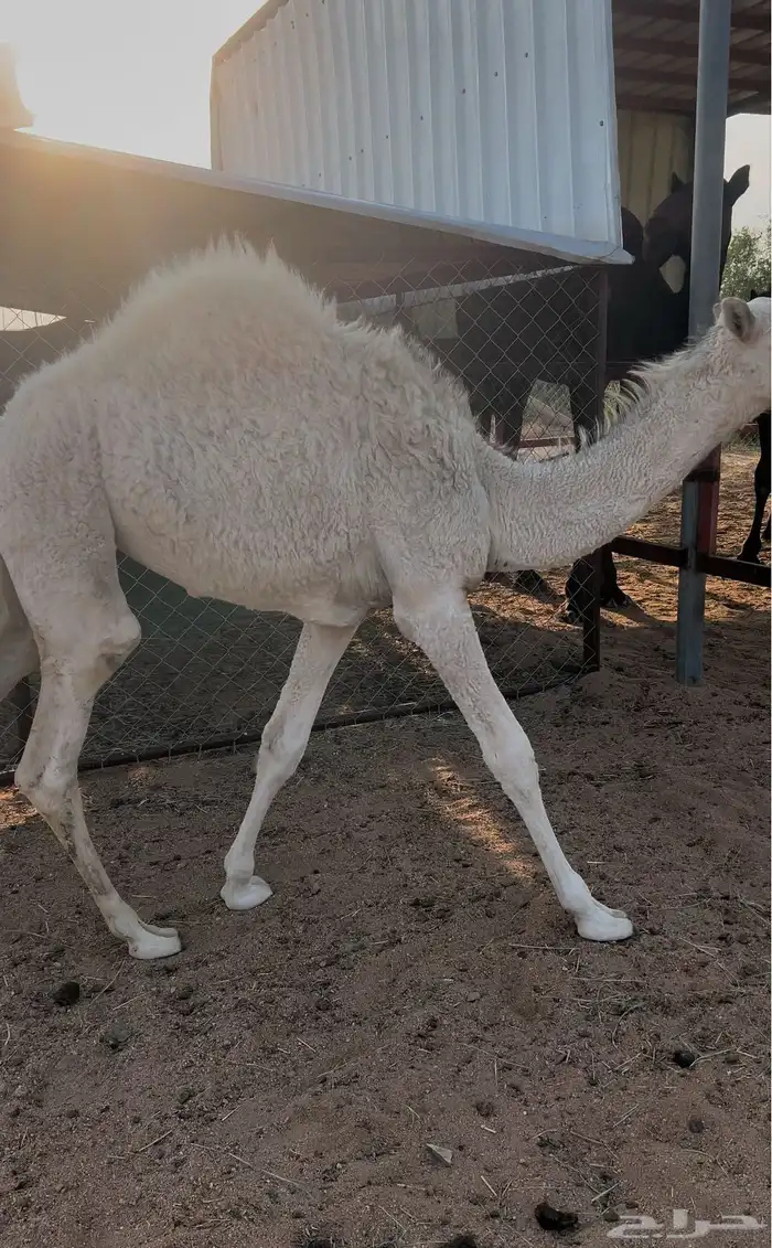 بكره شراكة بالنص والربع والثمن 1
