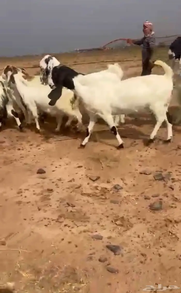 معزاء مشاريك جروم طيبه 0