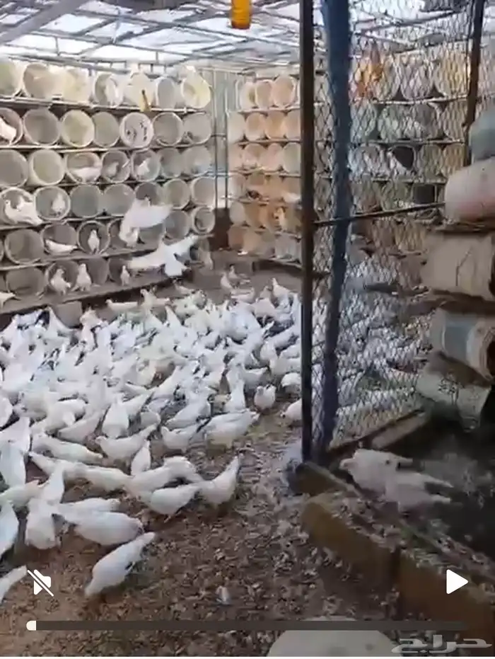 حمام فرانسي البيع 1