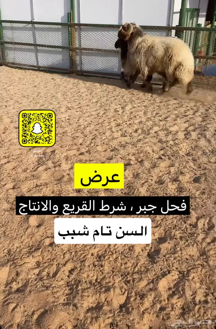 فحل نعيم جبر 1