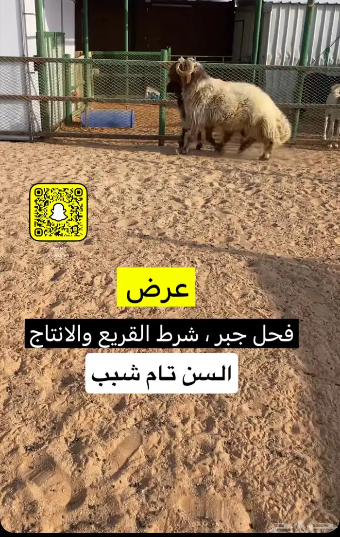 فحل نعيم جبر 2