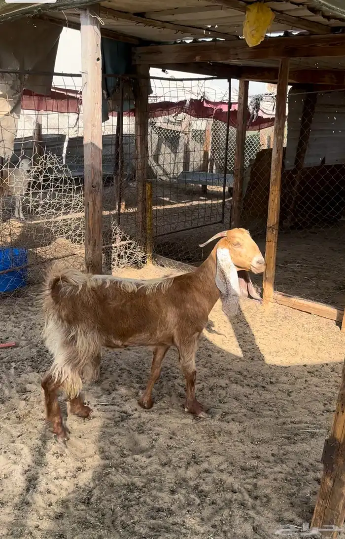 عنز 1