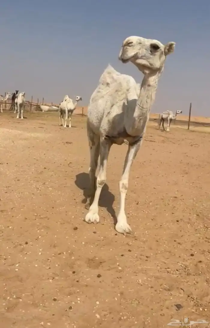 ضروبه وضحا ياهل الضرايب 3