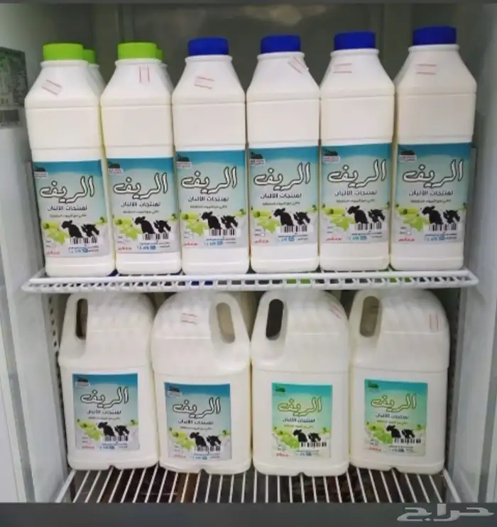 لبان الريف طازجه شغل بيت نظيف 2