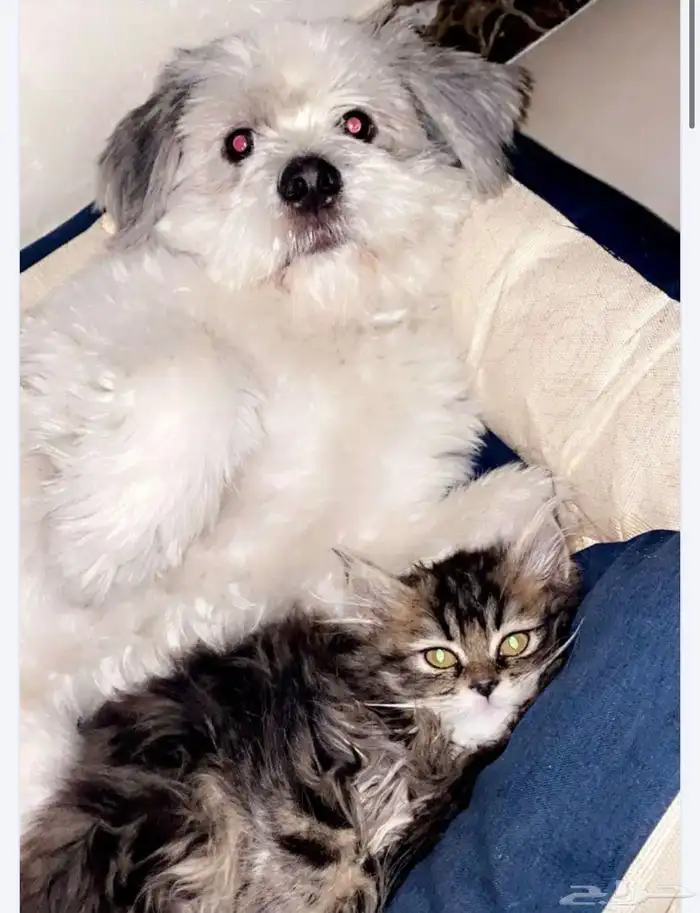 كلب تشيزو للبيع 0