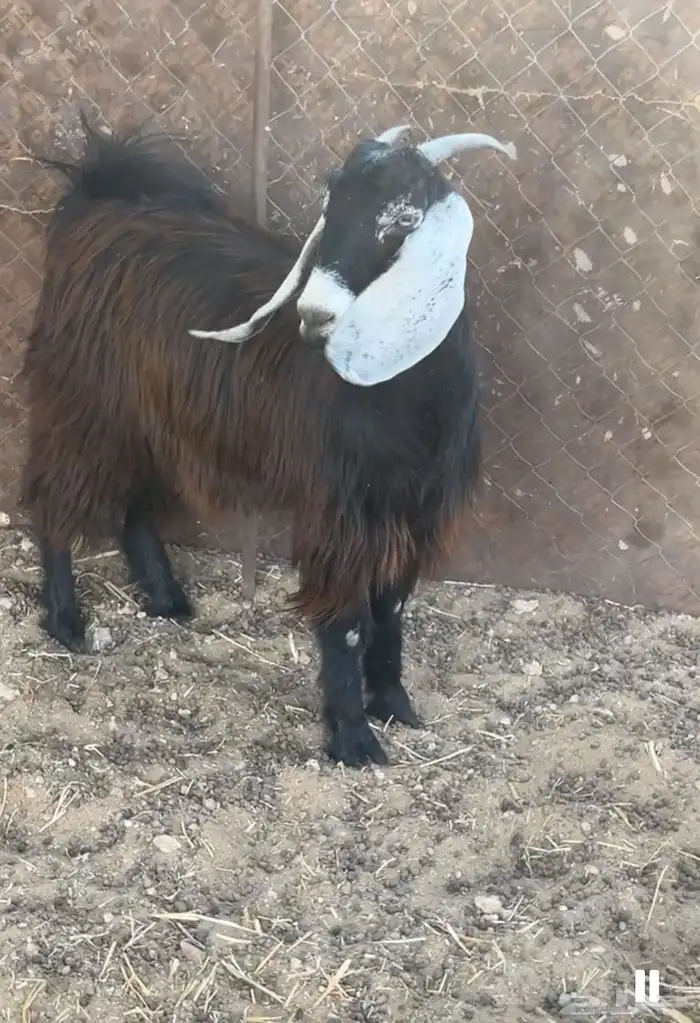 جفره عارضيه 1