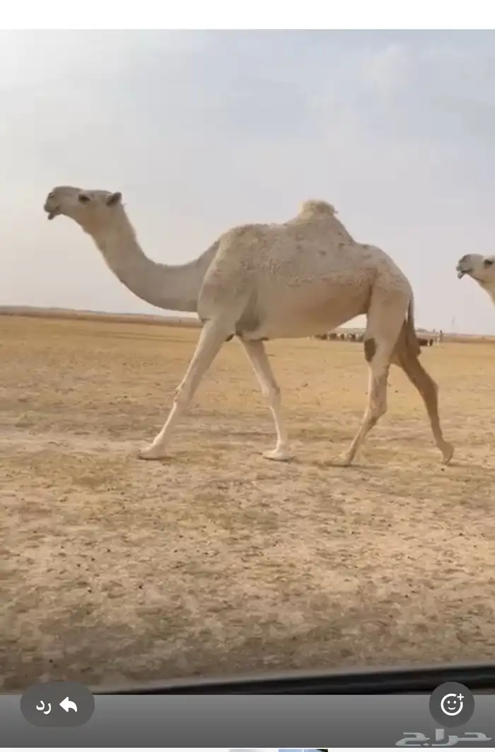 نياق 1