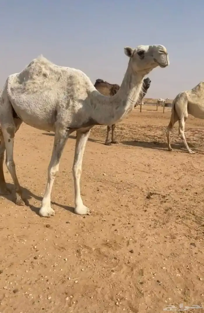 ضروبه وضحا ياهل الضرايب 0
