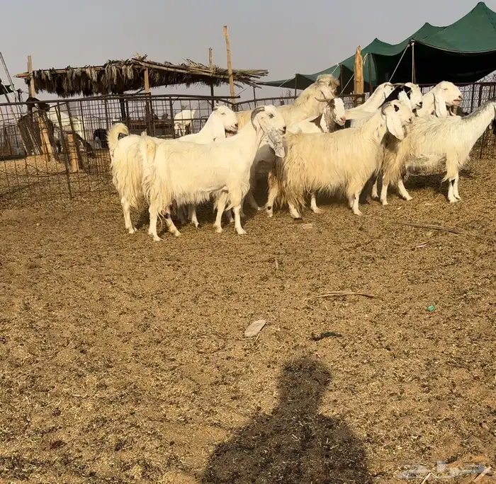 ماعز مصريات اصل اجروم وشعره ناهية تم البيع 0