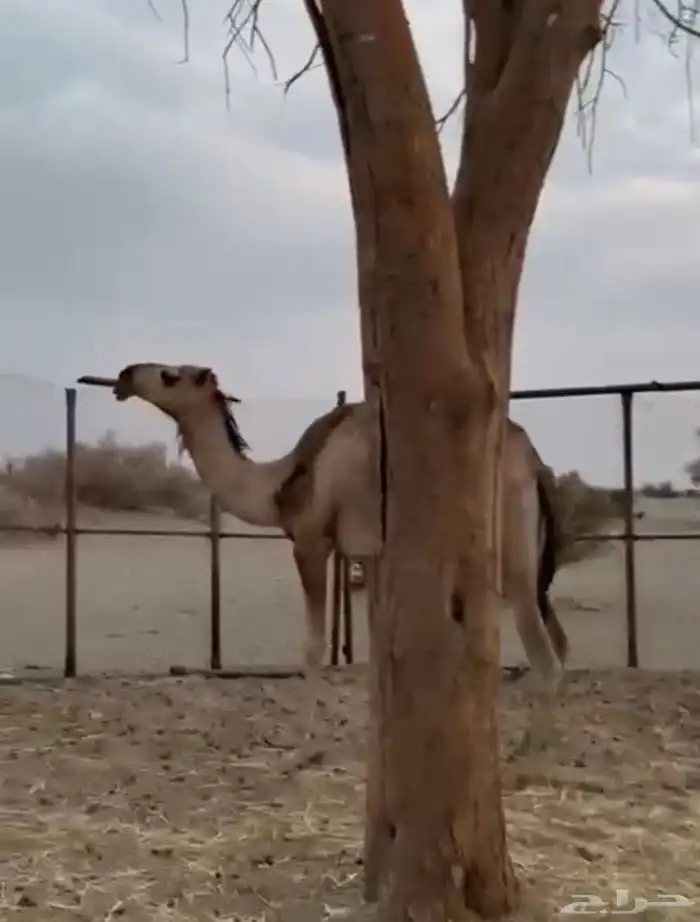 لقي داخل جذع 0