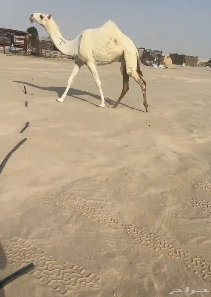 بكار 0