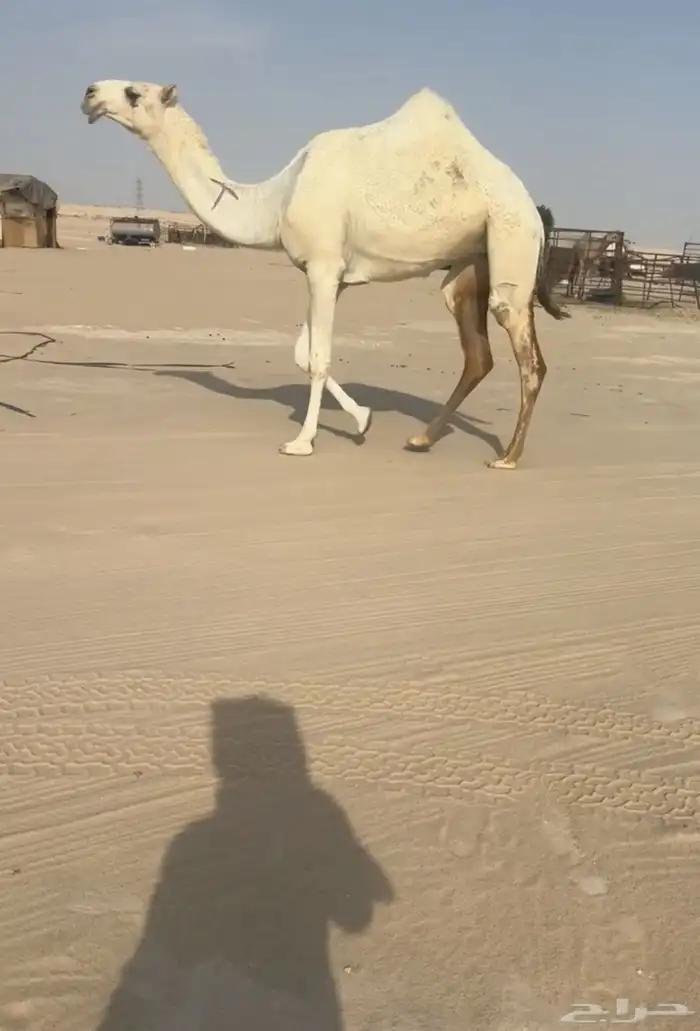 بكار 2