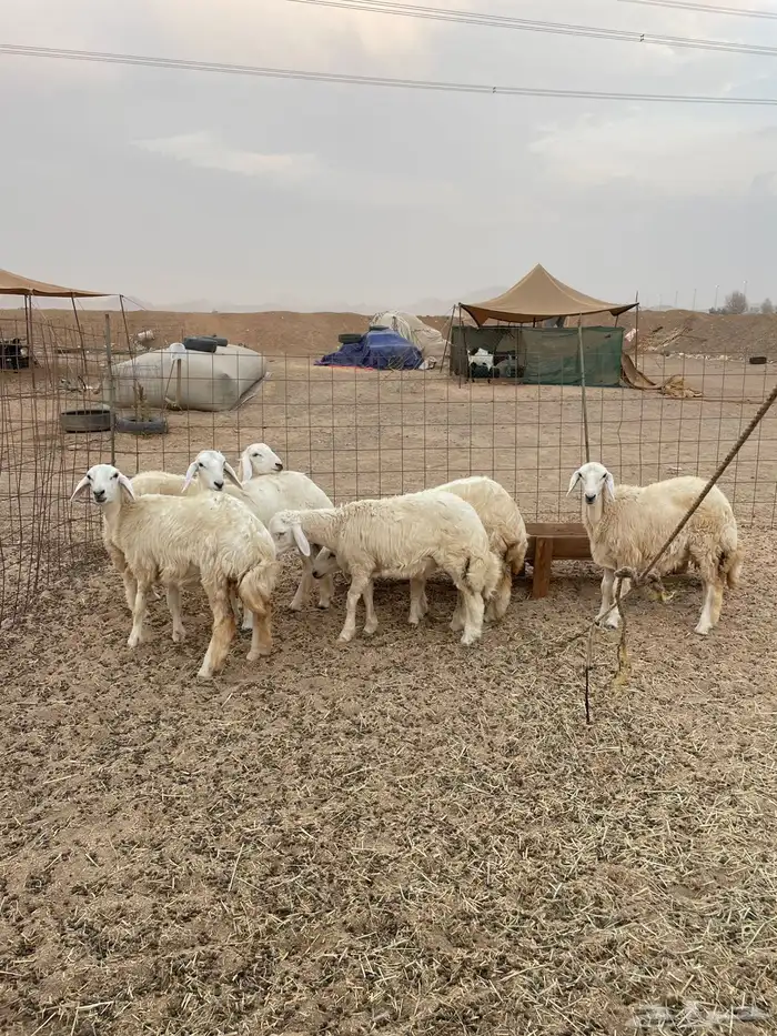 طليان حري عقيقه ذبايح مناسبات ذبائح ثلاجه عرض اليوم الوطني 0