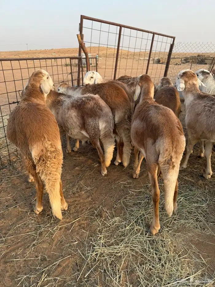 سواكن مرابي طيبه 2