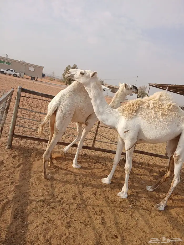 عرضين بكار للبيع ارجو قراءه الاعلان جيدا 7
