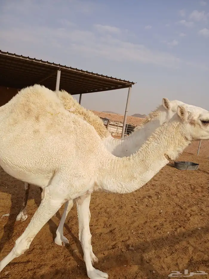 عرضين بكار للبيع ارجو قراءه الاعلان جيدا 5