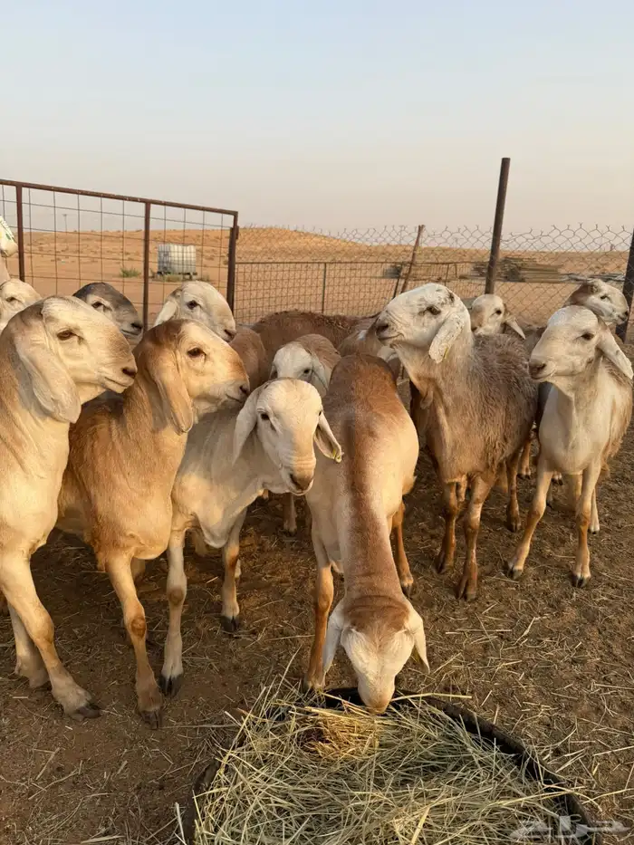 سواكن مرابي طيبه 5