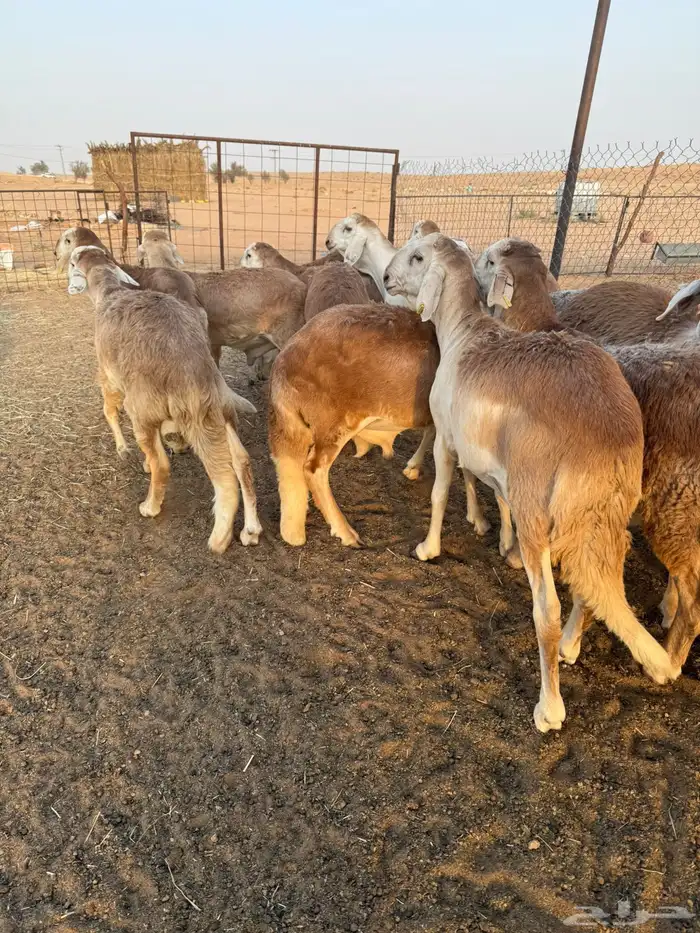 سواكن مرابي طيبه 8