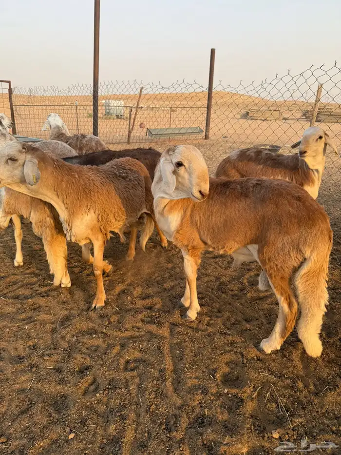 سواكن مرابي طيبه 6