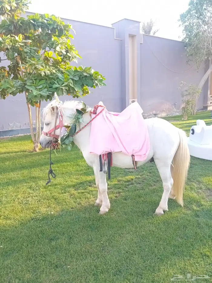 تأجير خيل وسيسي وماعز قزم 5