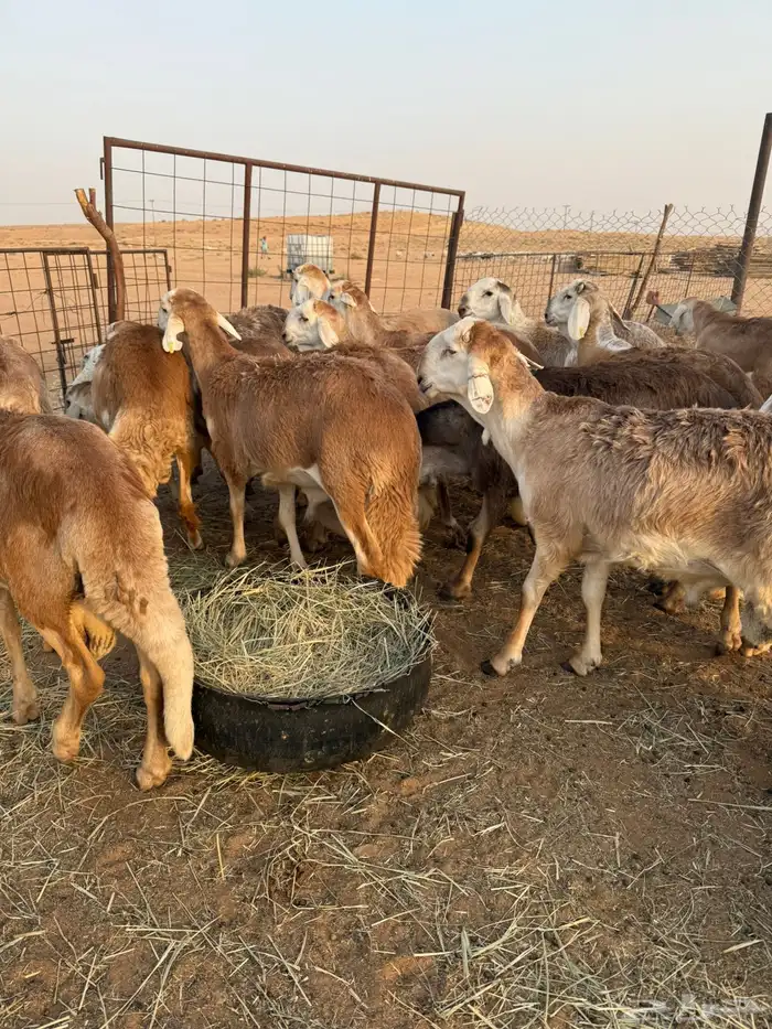 سواكن مرابي طيبه 9
