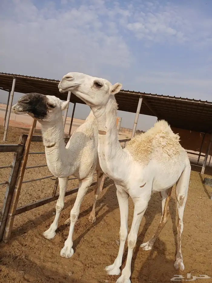 عرضين بكار للبيع ارجو قراءه الاعلان جيدا 6