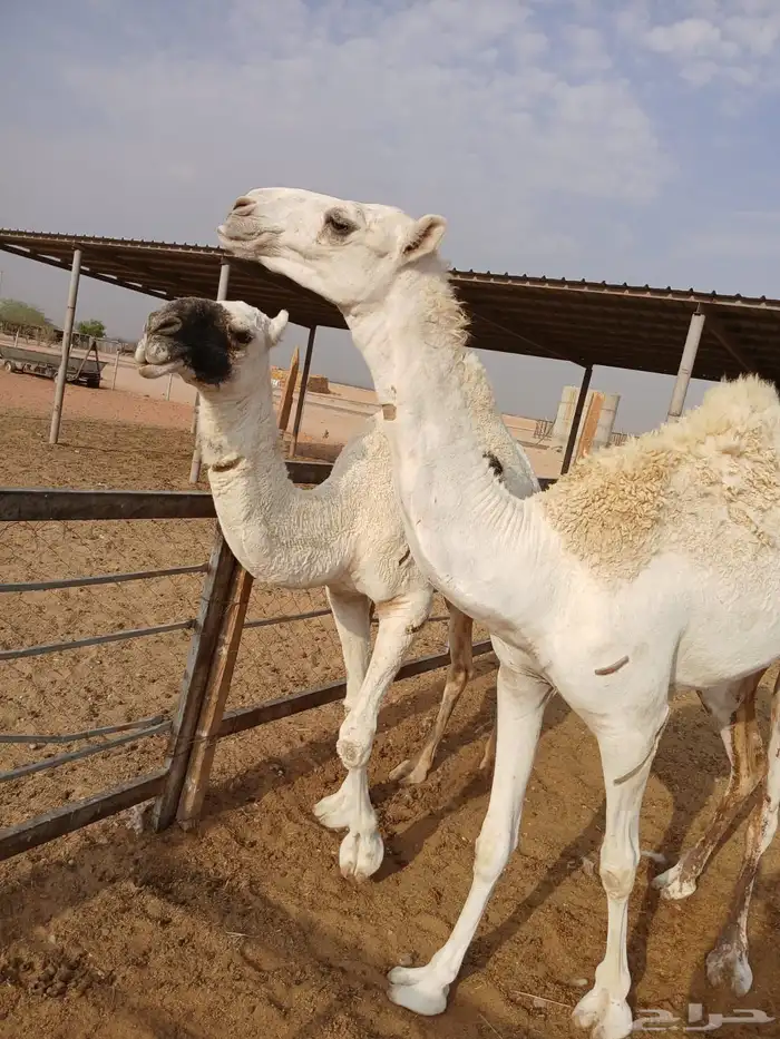عرضين بكار للبيع ارجو قراءه الاعلان جيدا 10