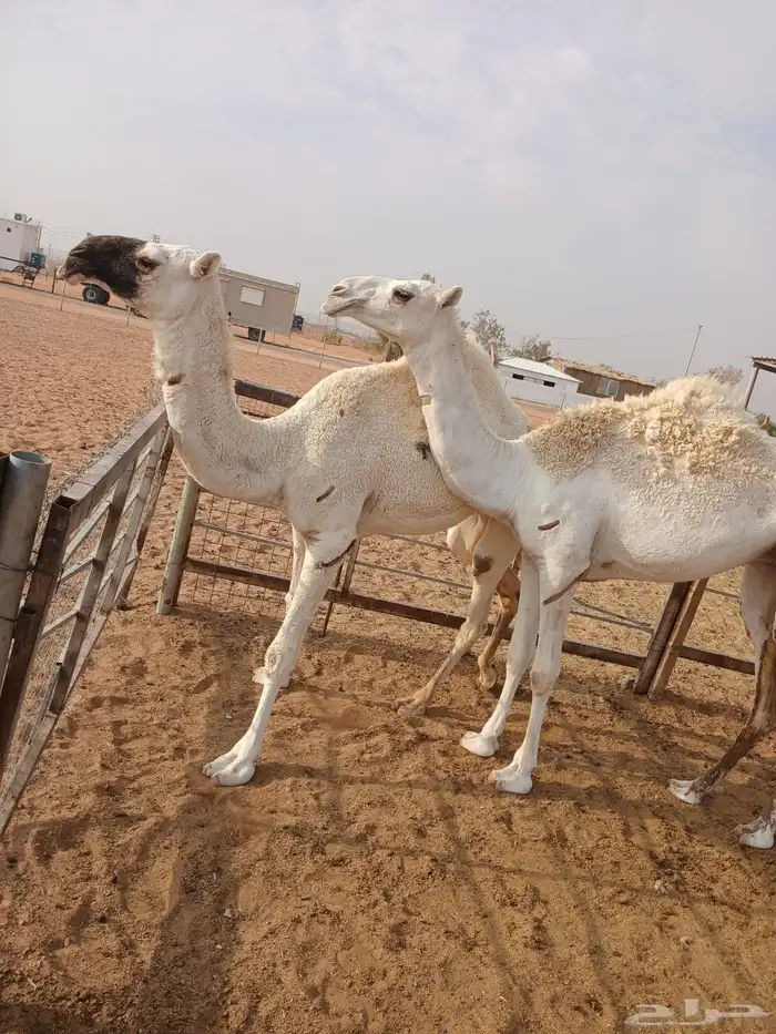 عرضين بكار للبيع ارجو قراءه الاعلان جيدا 1