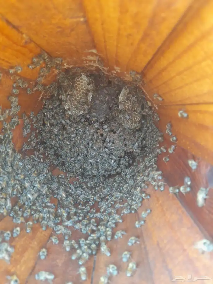 نحل للبيع للتواصل   واتس 1