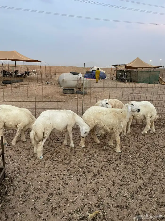 طليان حري عقيقه ذبايح مناسبات ذبائح ثلاجه عرض اليوم الوطني 3
