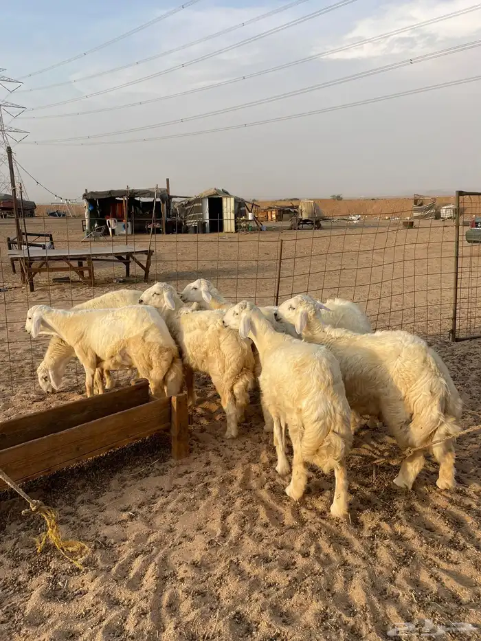 طليان حري عقيقه ذبايح مناسبات ذبائح ثلاجه عرض اليوم الوطني 2