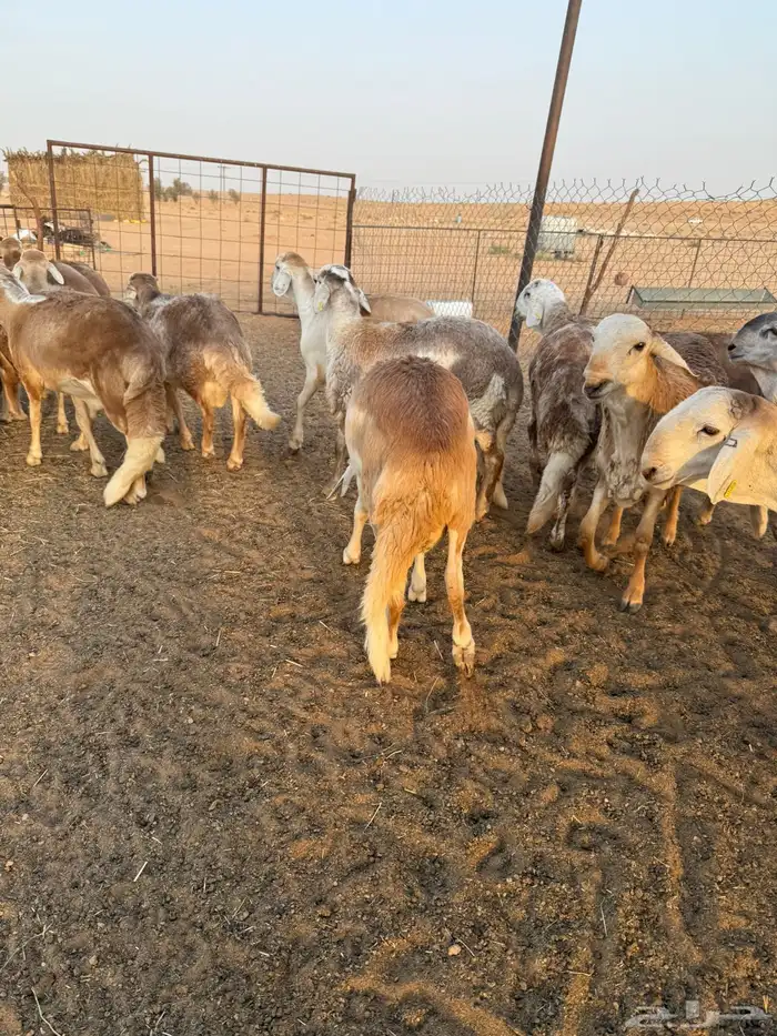 سواكن مرابي طيبه 4