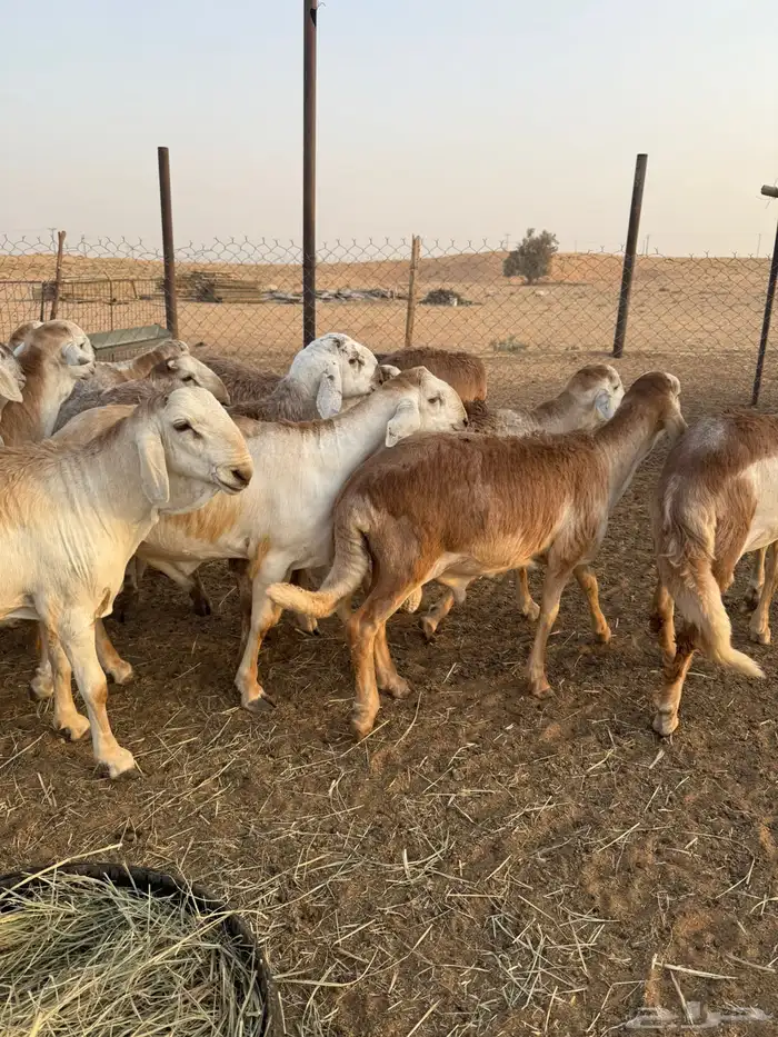 سواكن مرابي طيبه 11