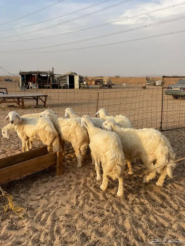 طليان حري عقيقه ذبايح مناسبات ذبائح ثلاجه عرض اليوم الوطني 6