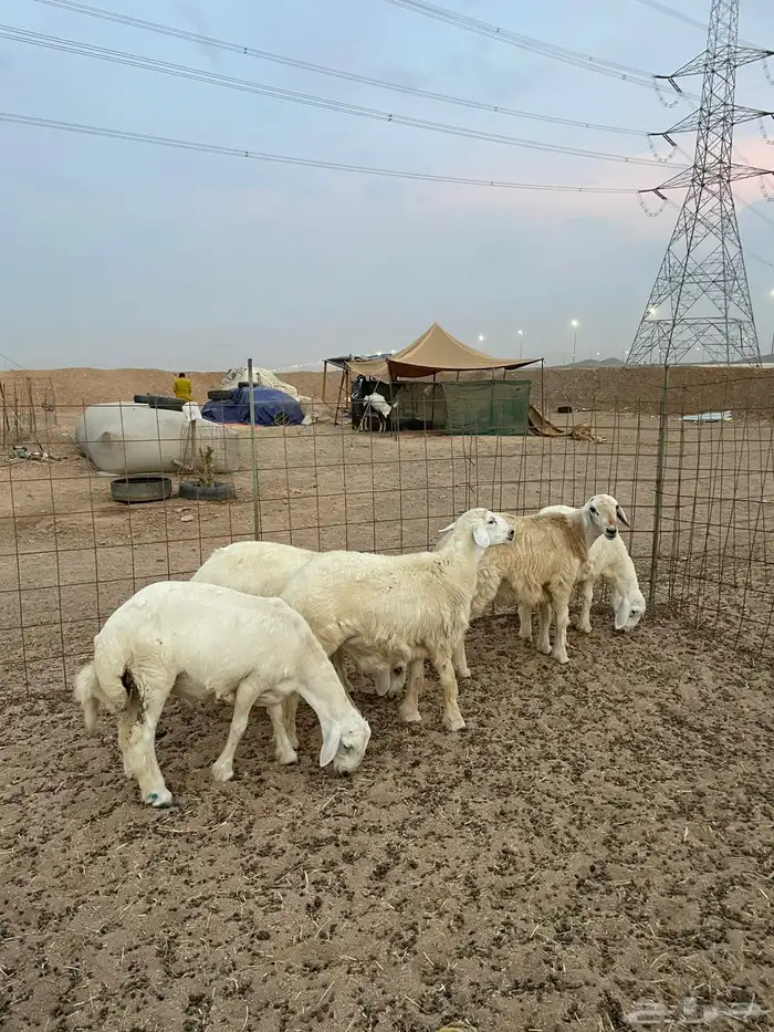 طليان حري عقيقه ذبايح مناسبات ذبائح ثلاجه عرض اليوم الوطني 4