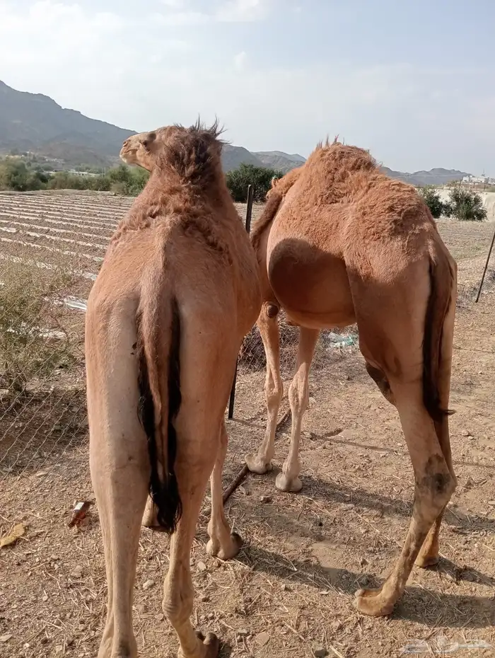 قعدان تربيه 3 شهور زواجات مناسبات 1