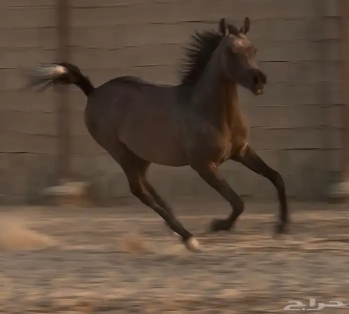 مهره واهو عربي اصيل 7