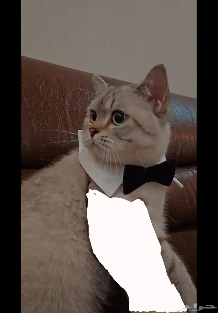 قط بريتش للبيع 3