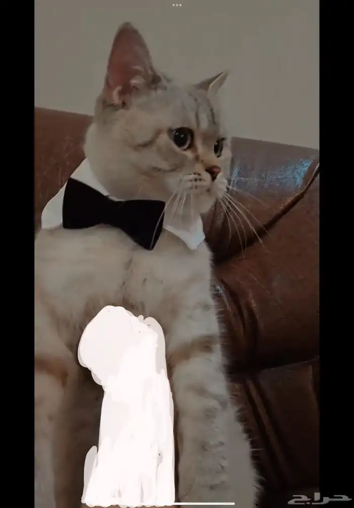 قط بريتش للبيع 6