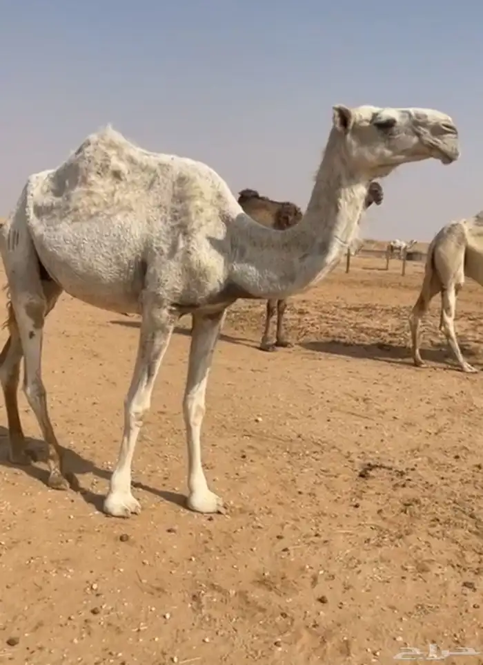 ضروبه وضحا ياهل الضرايب 1