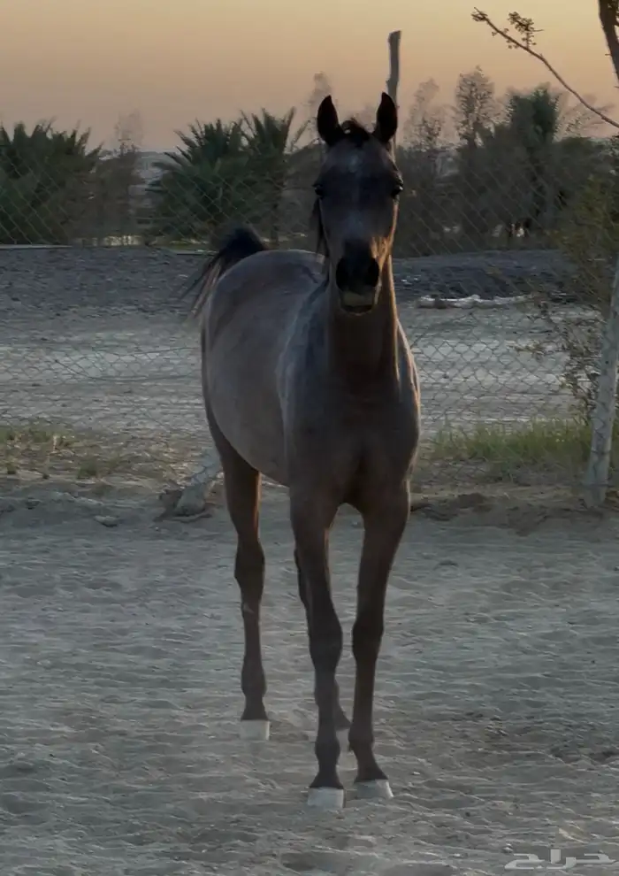 مهره واهو عربي اصيل 9