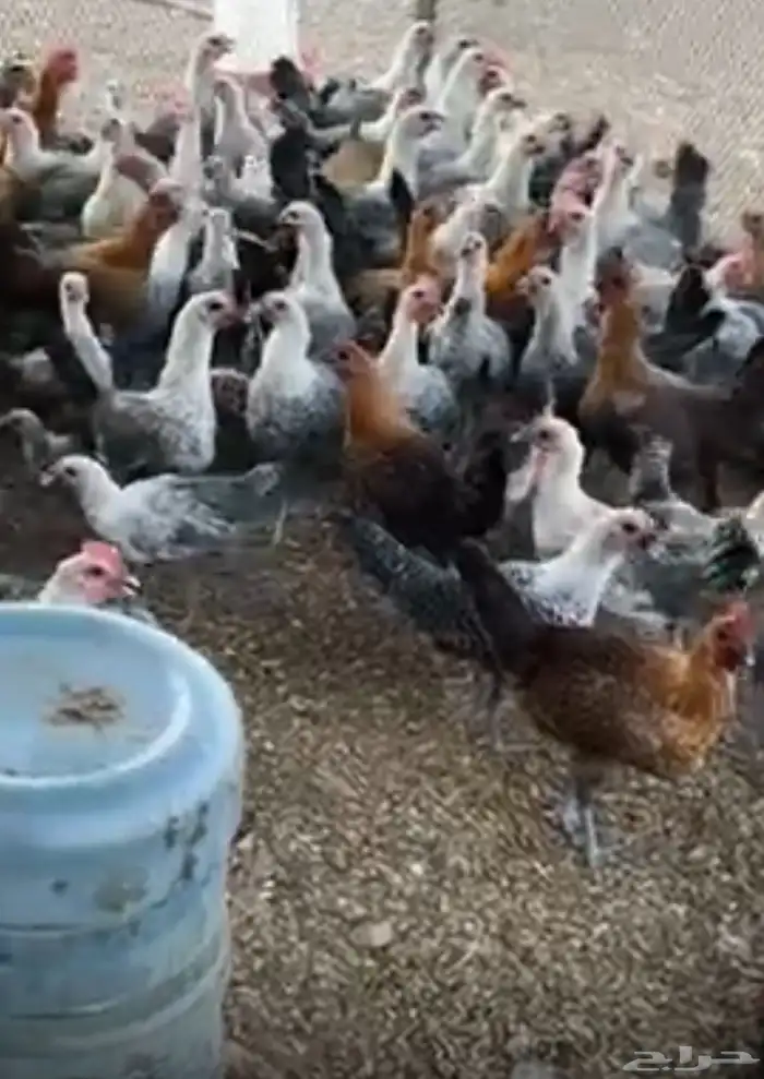 دجاج 0