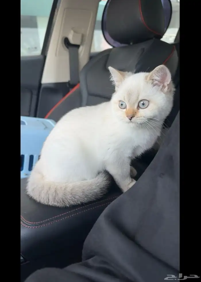 سكوتش ستريت Blue point - ذكر 1