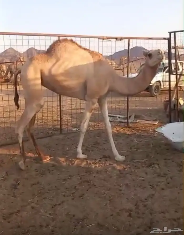 بكره لقيه 0