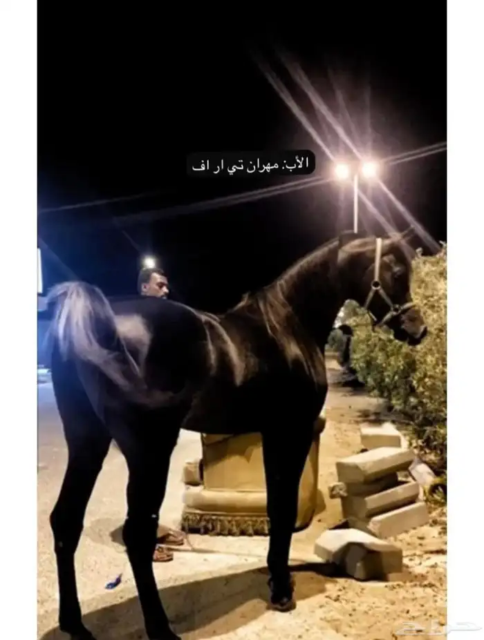 مهرة عربية ما شاء الله تبارك الله للبيع 1