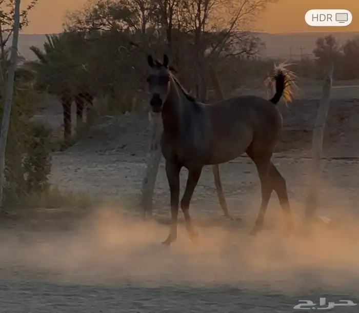 مهره واهو عربي اصيل 8