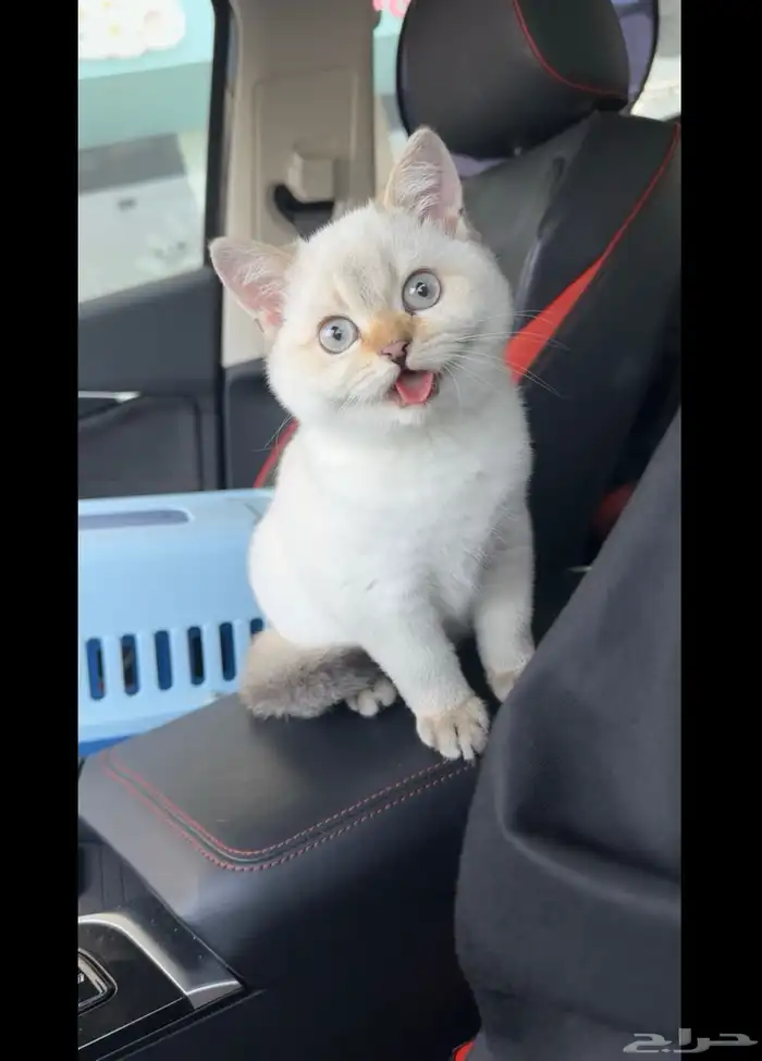 سكوتش ستريت Blue point - ذكر 0