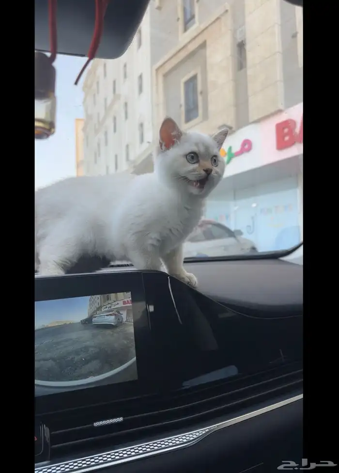 سكوتش ستريت Blue point - ذكر 2