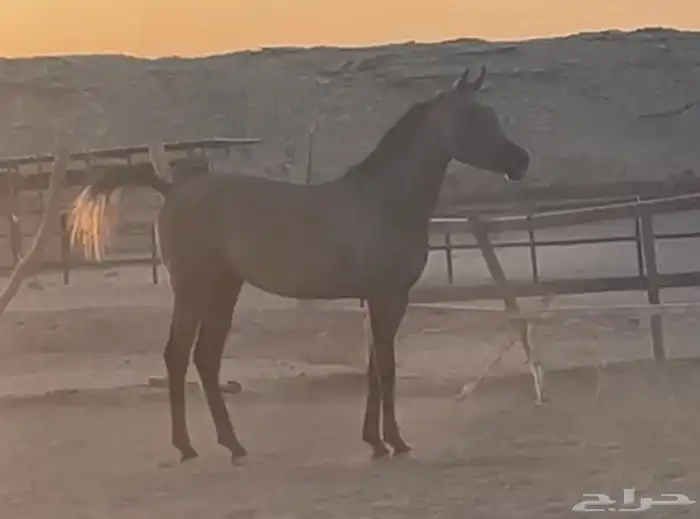 مهره واهو عربي اصيل 11