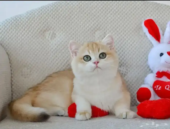 عرض للتجار والمهتمين بالإنتاج قطط مستوردة ومسجلهWCF 1